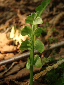 Photo By: Stephen M. Young. Photo taken: Onondaga County, NY on 31 May 2007